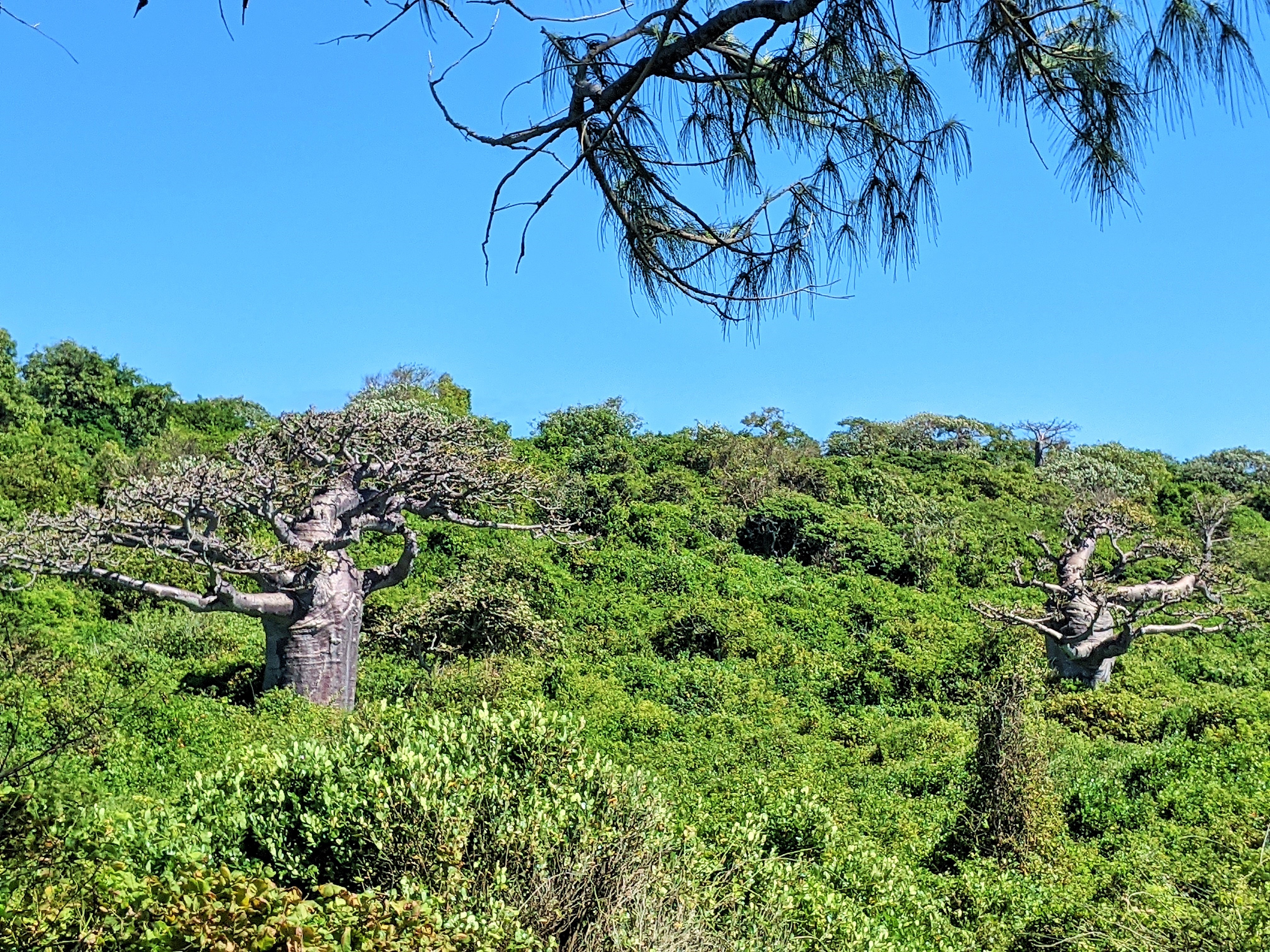 BAOBABS “BOZY BE”